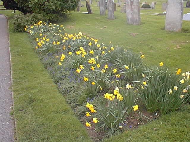 Flowers 1