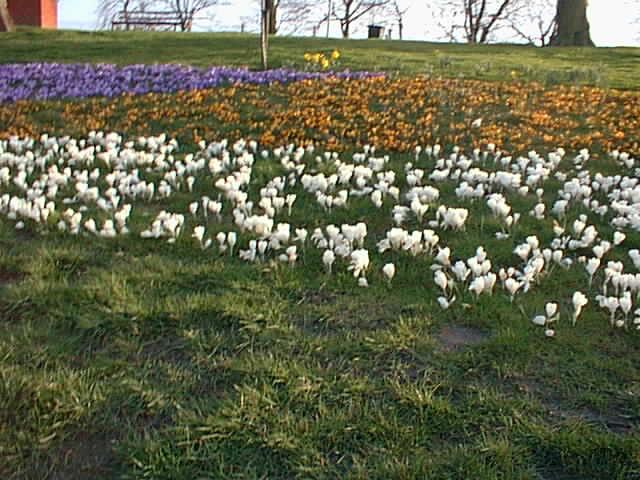 Flowers 2