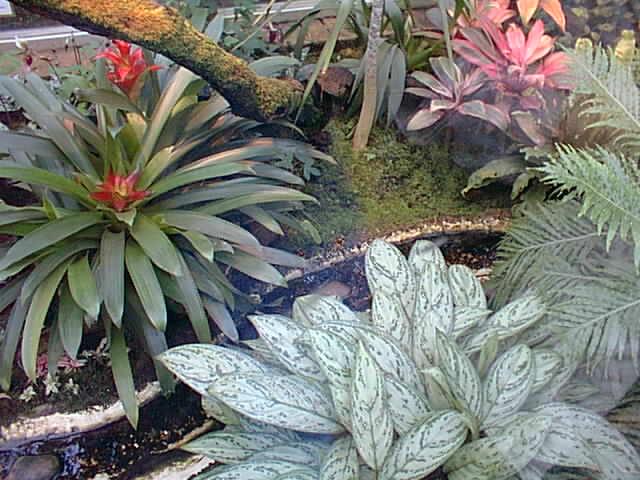Flowers 3