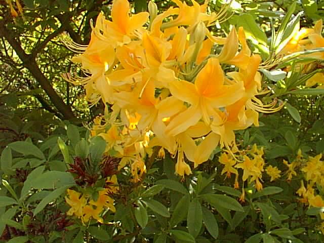 Flowers 5
