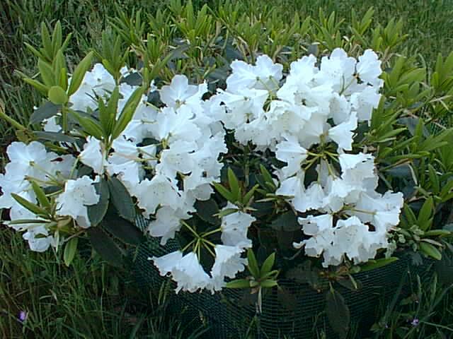 Flowers 7